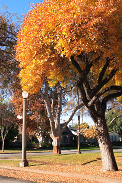 Pasadena, 2007-12-15