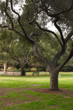 Pasadena, 2007-12-28