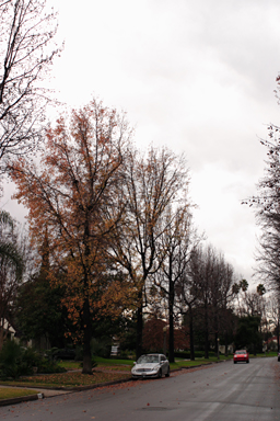 Pasadena, 2008-01-06