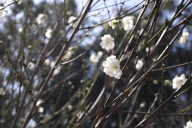 Pasadena, 2008-03-02