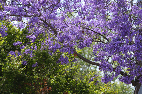 Pasadena, 2008-05-11