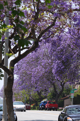 Pasadena, 2008-05-11