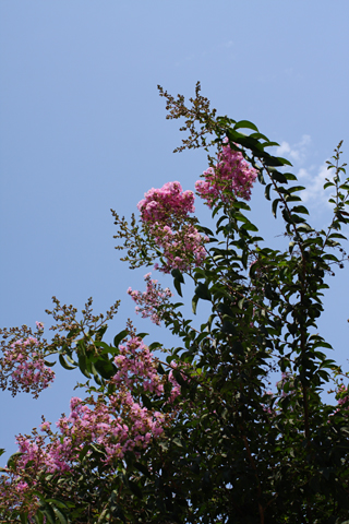 Pasadena, 2008-07-12