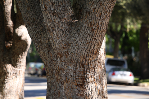 Pasadena, 2009-04-05