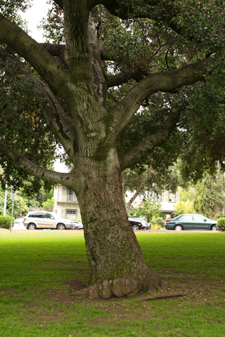 South Pasadena, 2009-05-30