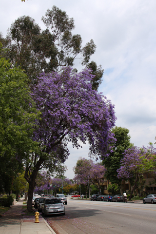 Pasadena, 2009-06-07