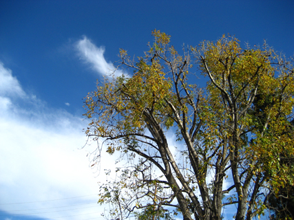 South Pasadena, 2010-01-03