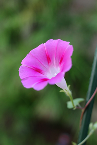 South Pasadena, 2011-07-10