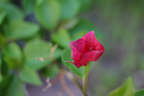 South Pasadena, 2011-07-10