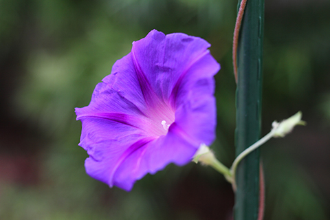 South Pasadena, 2011-07-16