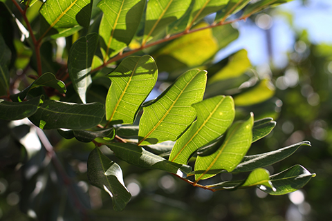 South Pasadena, 2013-12-14