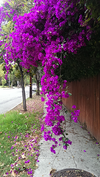 South Pasadena 2015-05-18