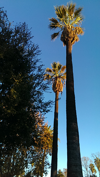 South Pasadena 2015-12-15