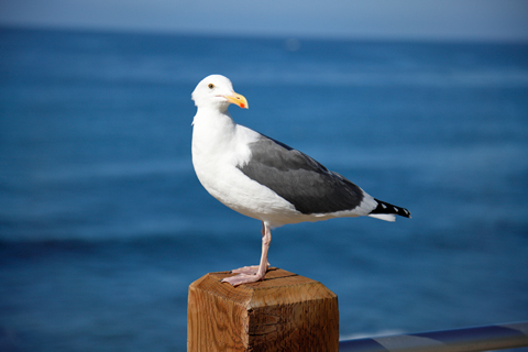 La Jolla 2018-11-05