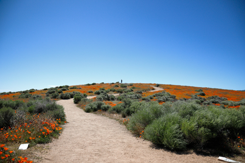 Antelope Valley 2019-04-22