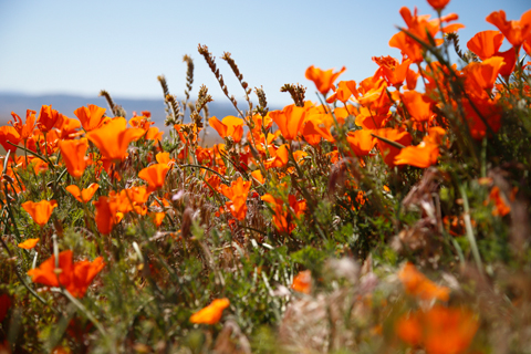 Antelope Valley 2019-04-22