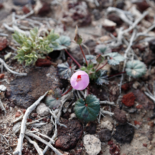 Death Valley 2023-12-26