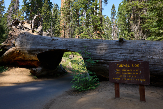 Sequoia 2025-06-02