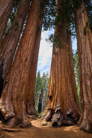 Sequoia 2025-06-02