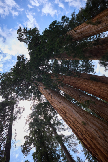 Sequoia 2025-06-02