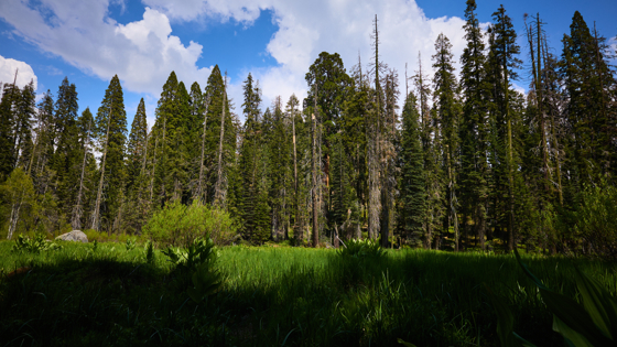 Sequoia 2025-06-02