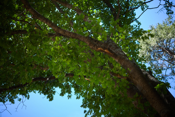 Sequoia 2025-06-03