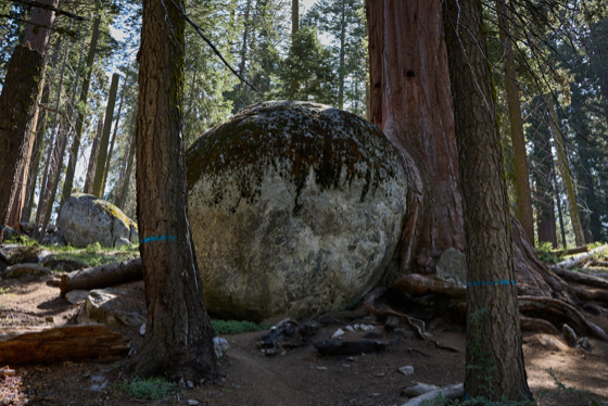 Sequoia 2025-06-04