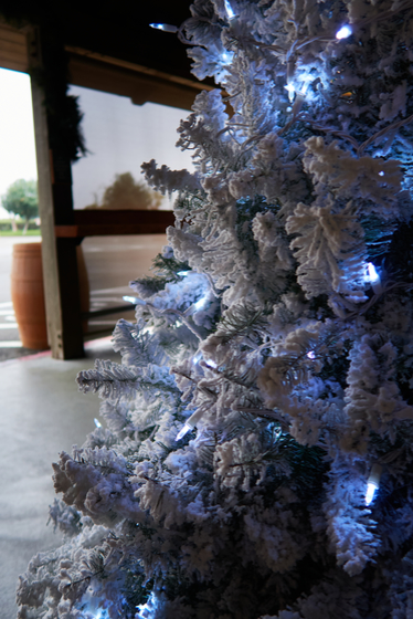 Harris Ranch 2025-12-18