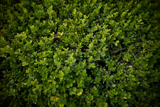 Monrovia 2026-03-29