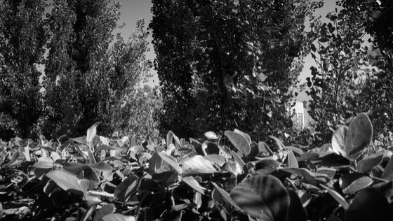 Glendale 2026-06-11